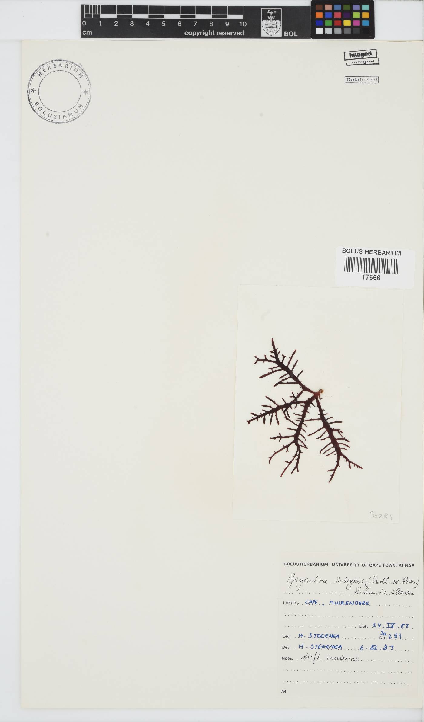 Gigartina insignis image