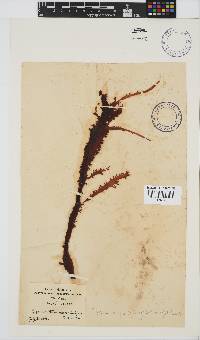 Gigartina insignis image