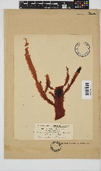 Gigartina insignis image