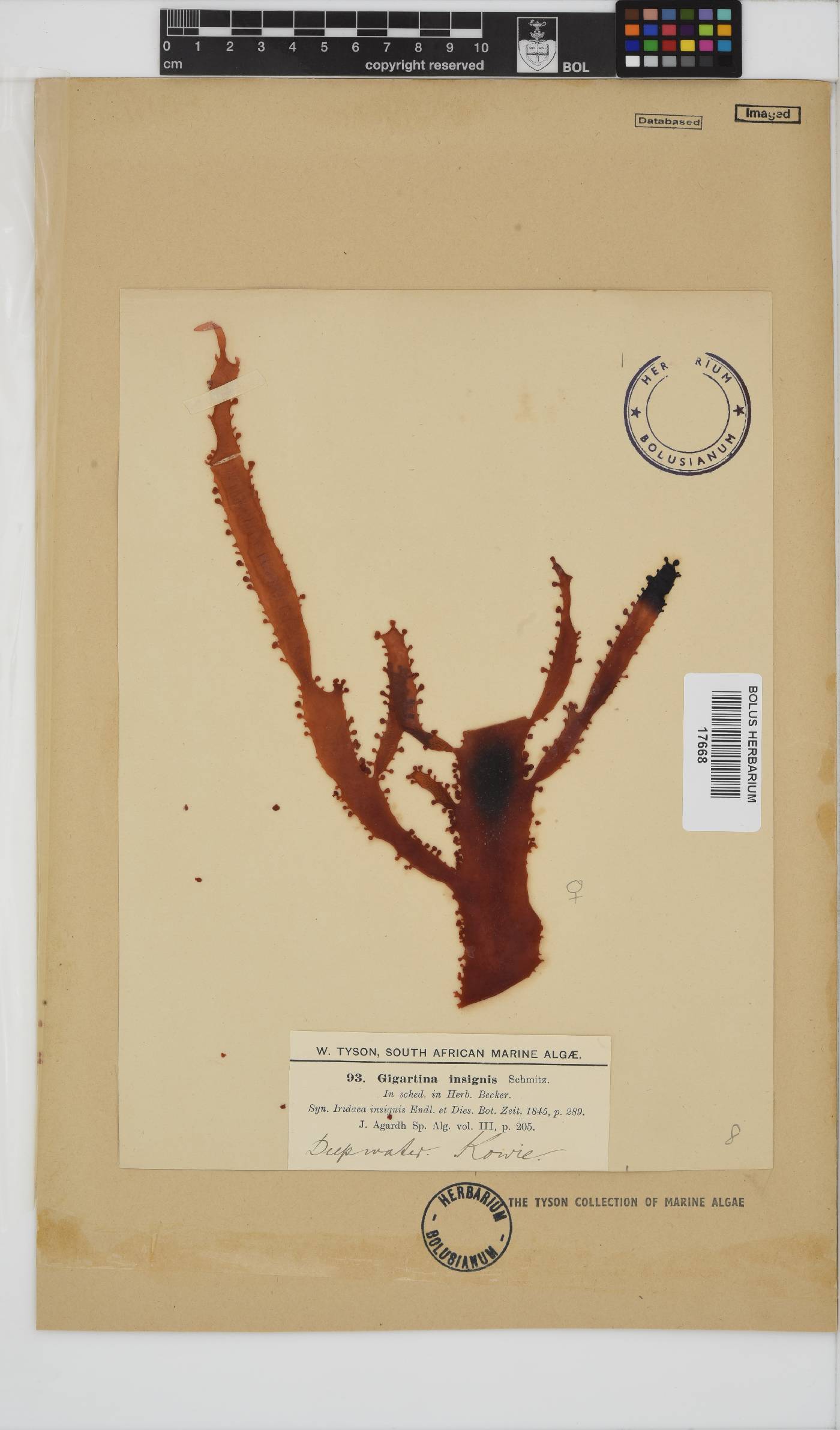 Gigartina insignis image