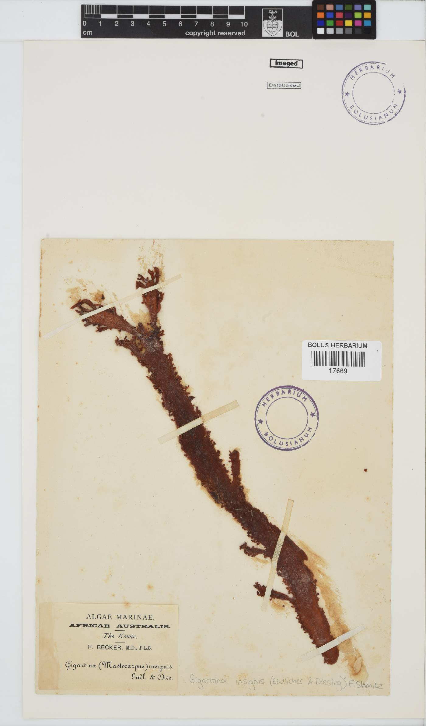 Gigartina insignis image