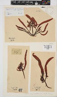Gigartina insignis image