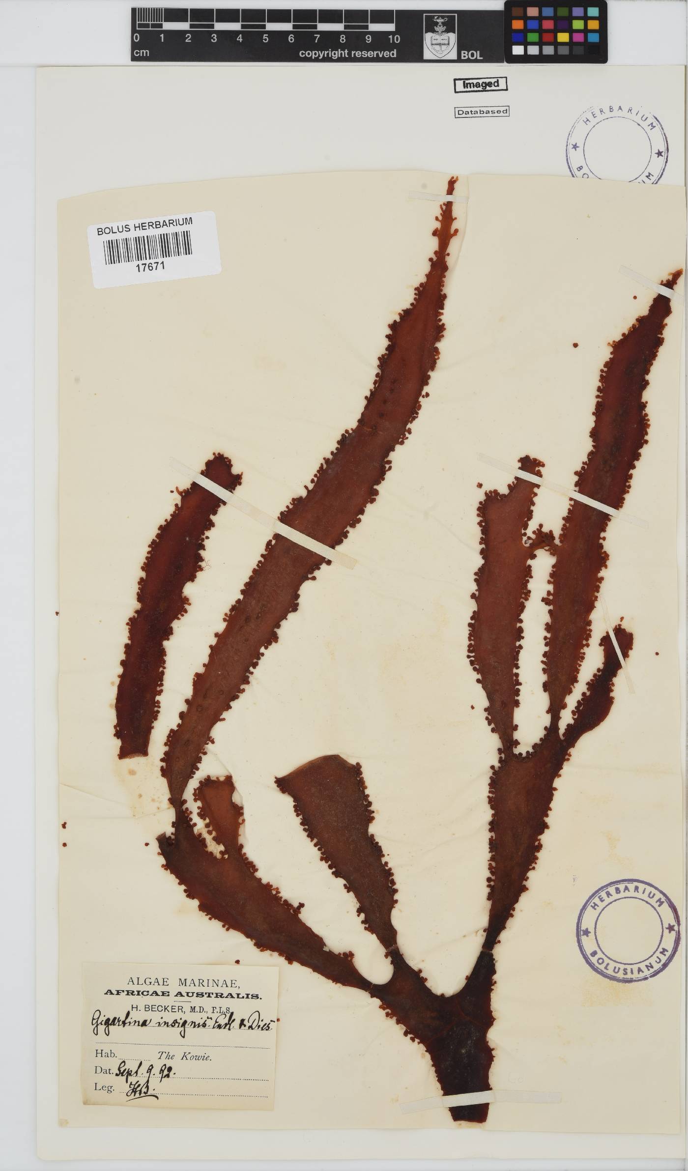 Gigartina insignis image