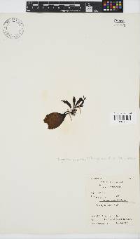 Gigartina polycarpa image