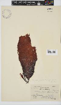 Gigartina polycarpa image