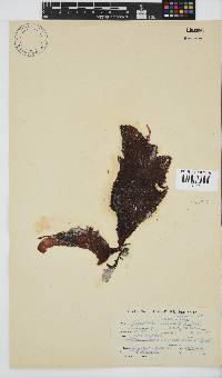 Gigartina polycarpa image