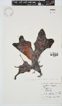 Gigartina polycarpa image