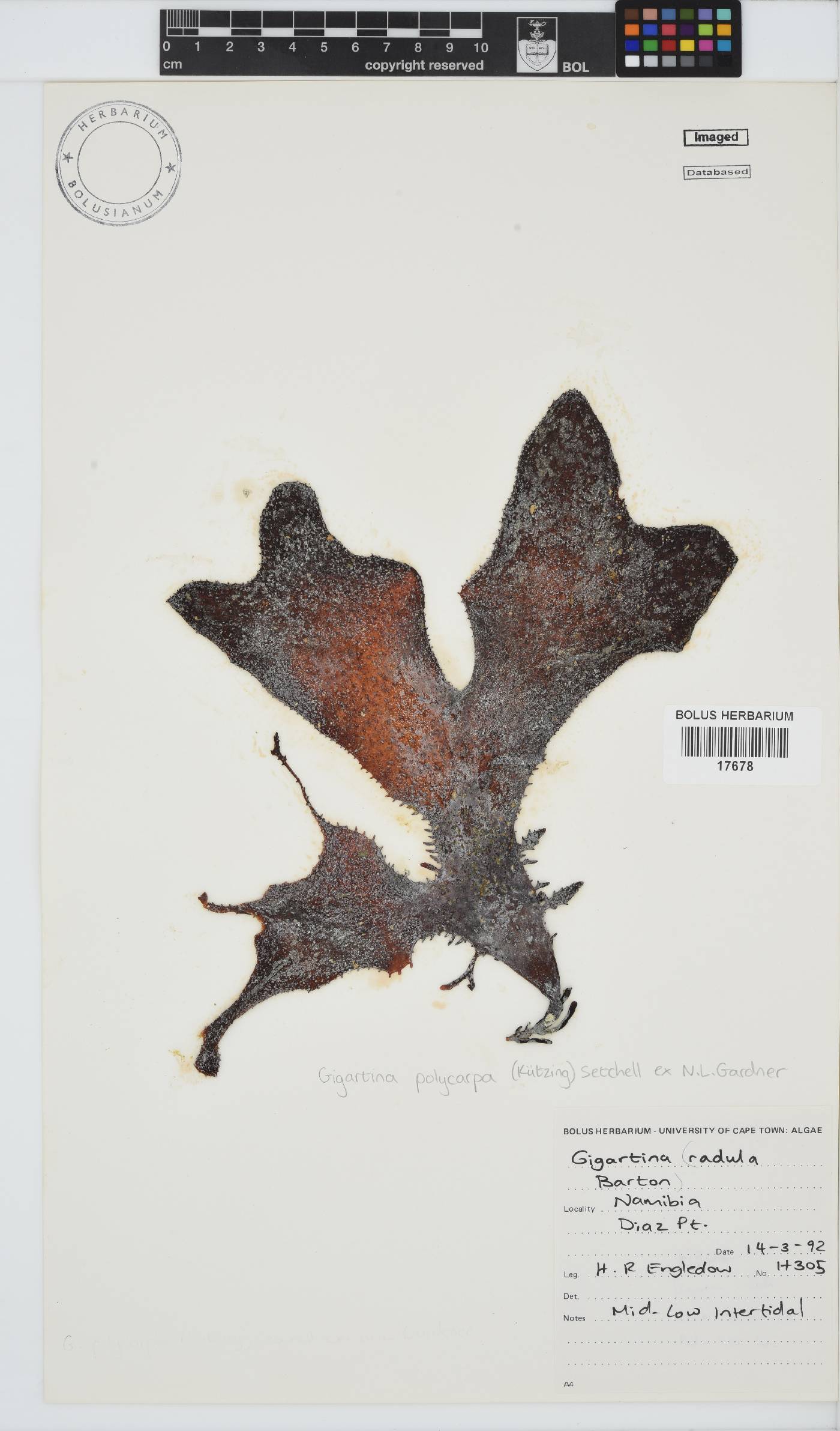 Gigartina polycarpa image