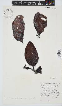Gigartina polycarpa image