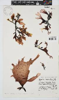 Gigartina polycarpa image