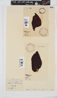 Gigartina polycarpa image