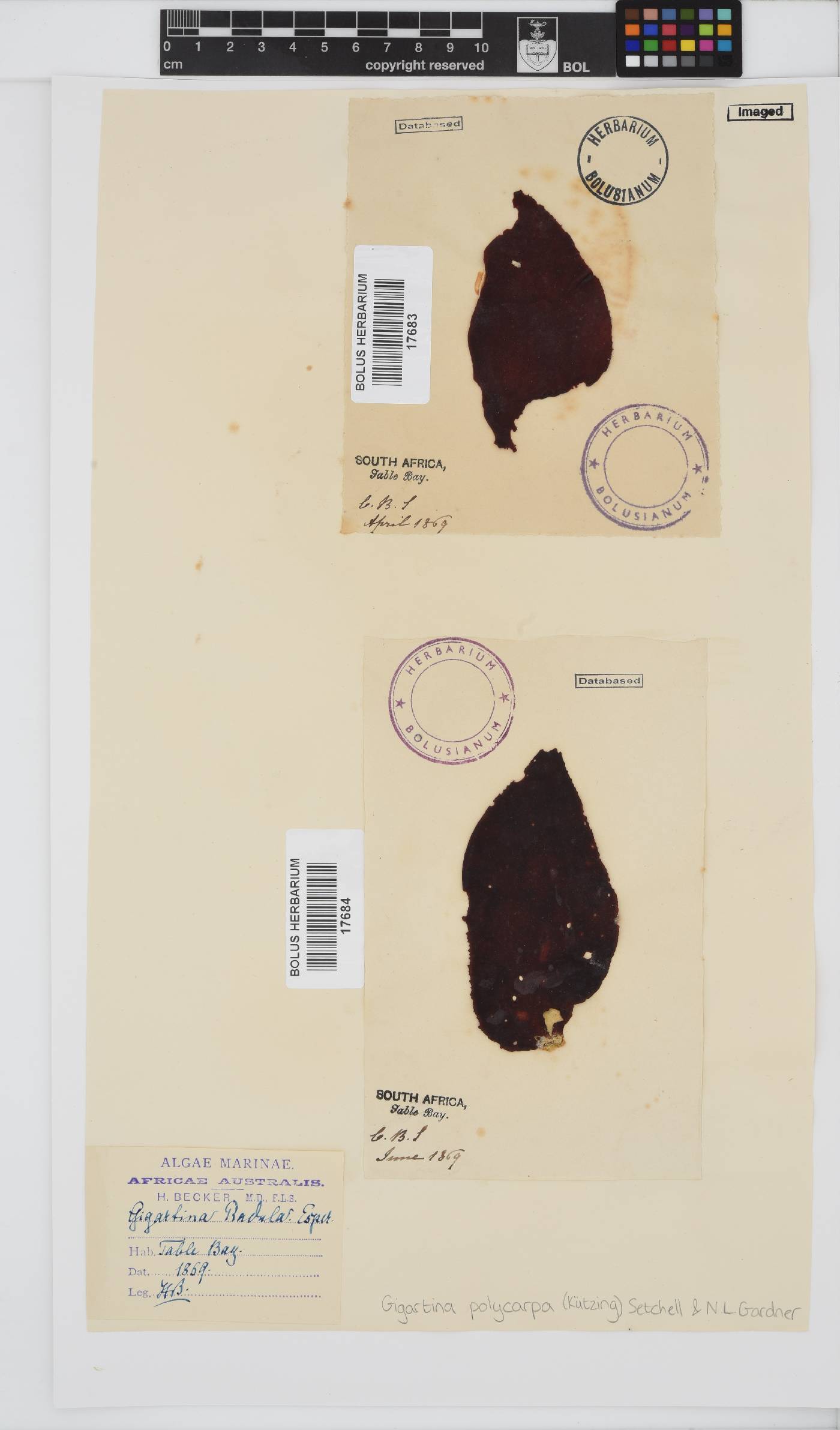 Gigartina polycarpa image
