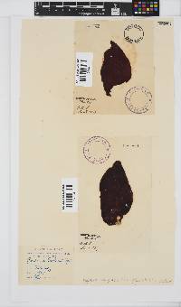 Gigartina polycarpa image