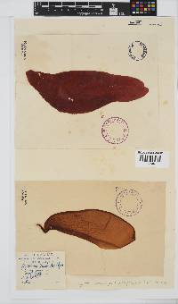 Gigartina polycarpa image