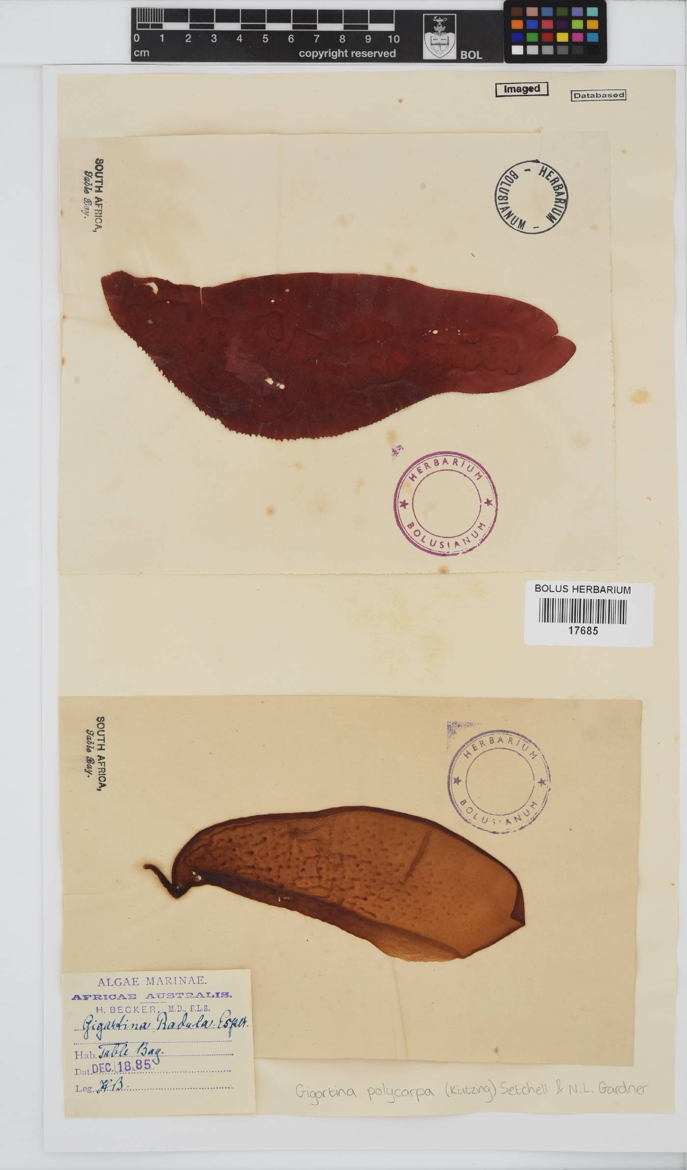 Gigartina polycarpa image