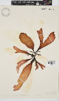 Gigartina polycarpa image