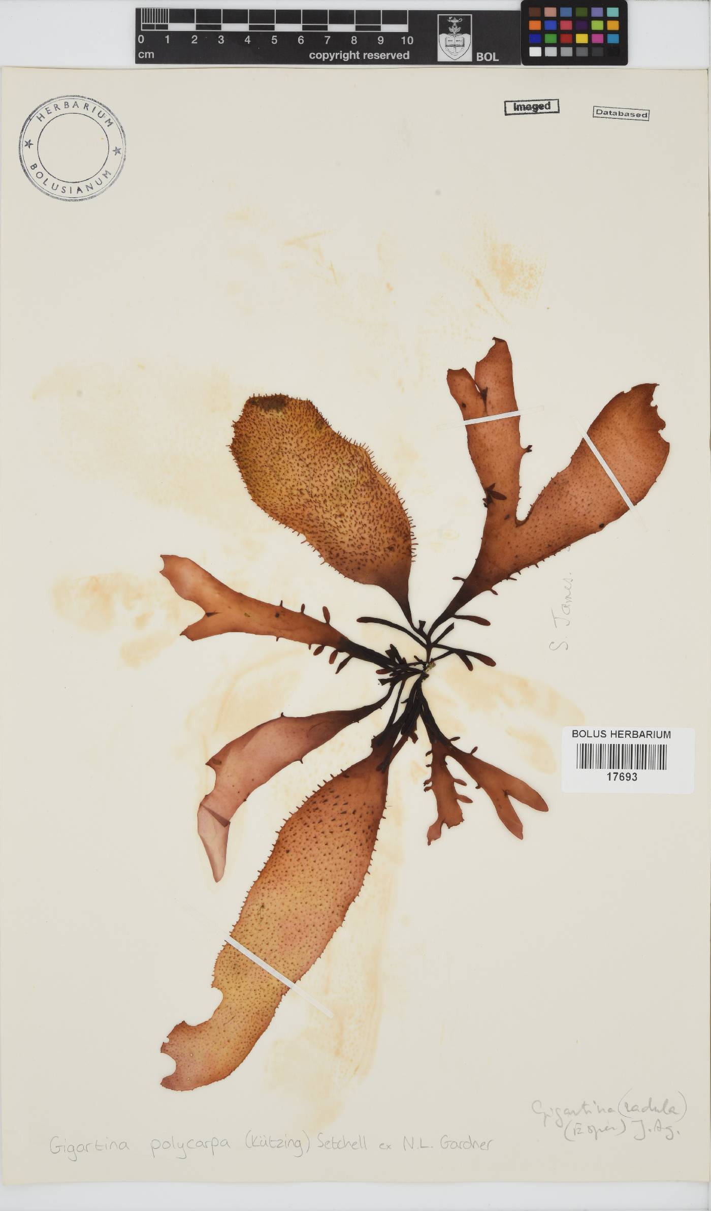 Gigartina polycarpa image