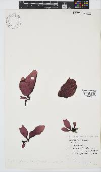 Gigartina polycarpa image