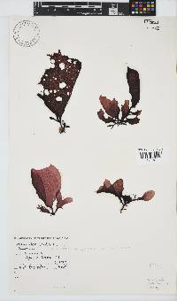 Gigartina polycarpa image