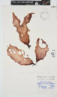 Gigartina polycarpa image