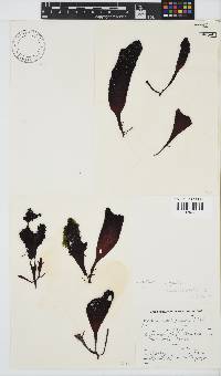Gigartina polycarpa image
