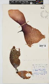 Gigartina polycarpa image