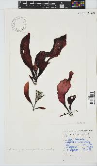 Gigartina polycarpa image
