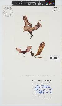 Gigartina polycarpa image