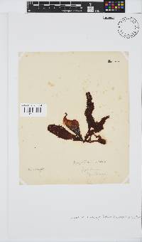 Gigartina polycarpa image