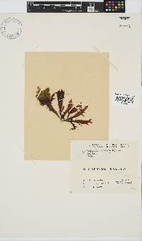 Gigartina polycarpa image