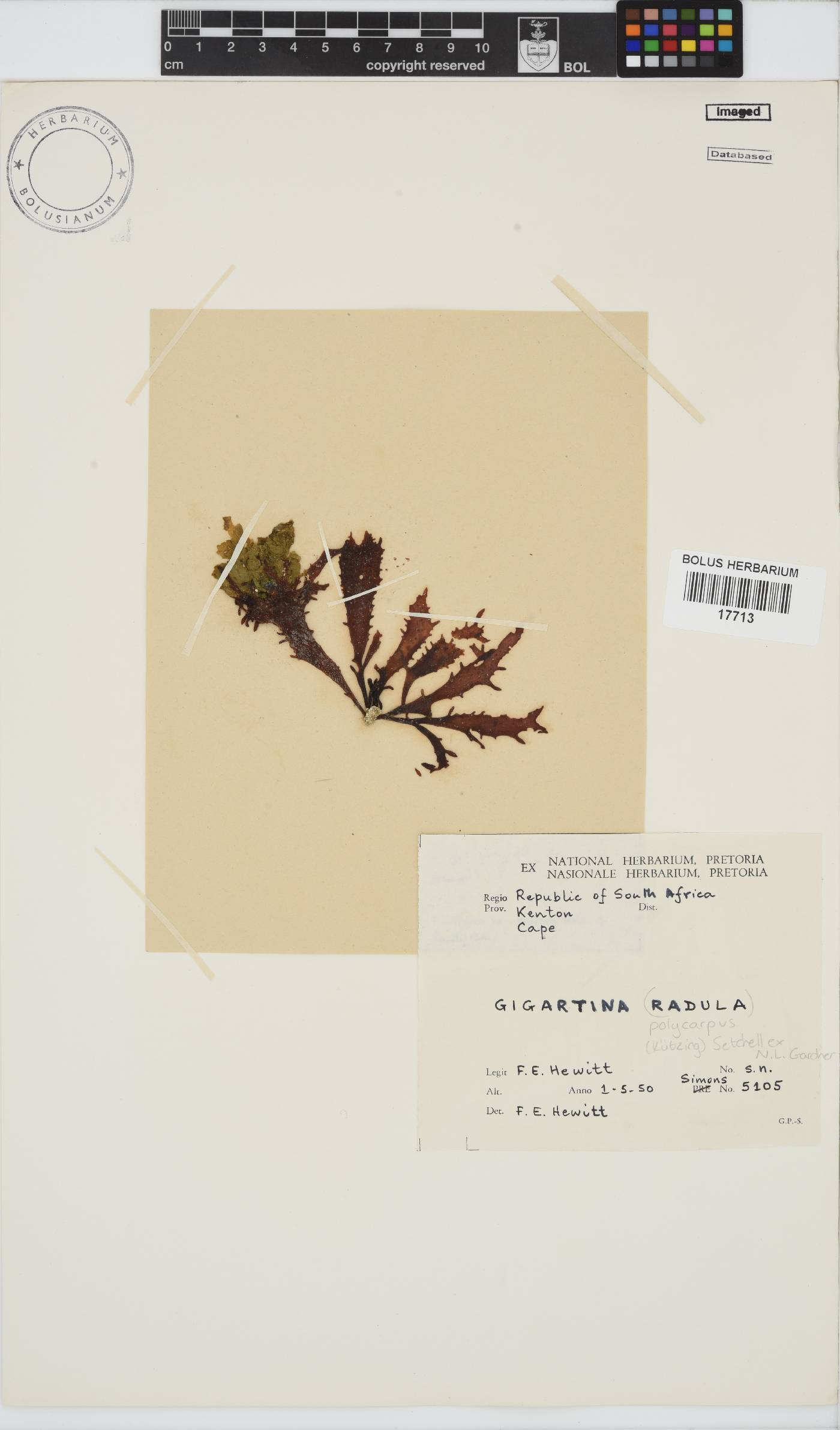 Gigartinaceae image