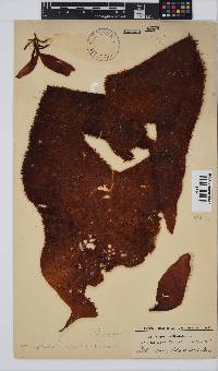 Gigartina polycarpa image