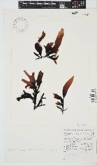 Gigartina polycarpa image