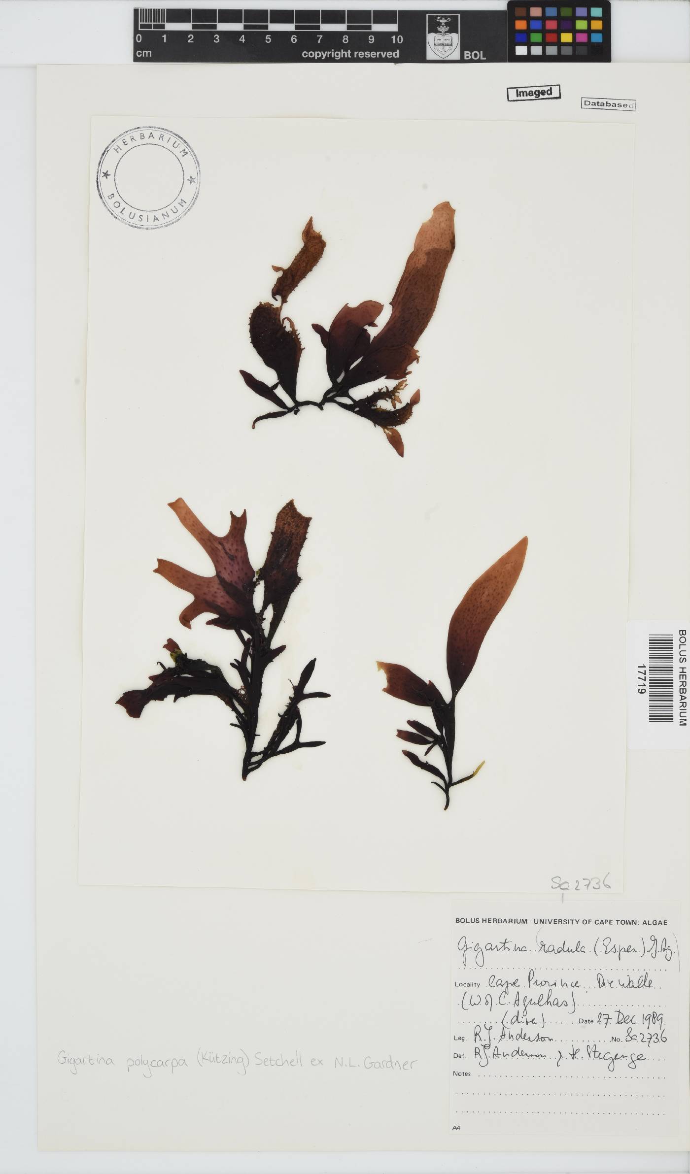 Gigartina polycarpa image