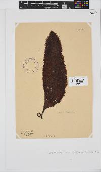 Gigartina polycarpa image