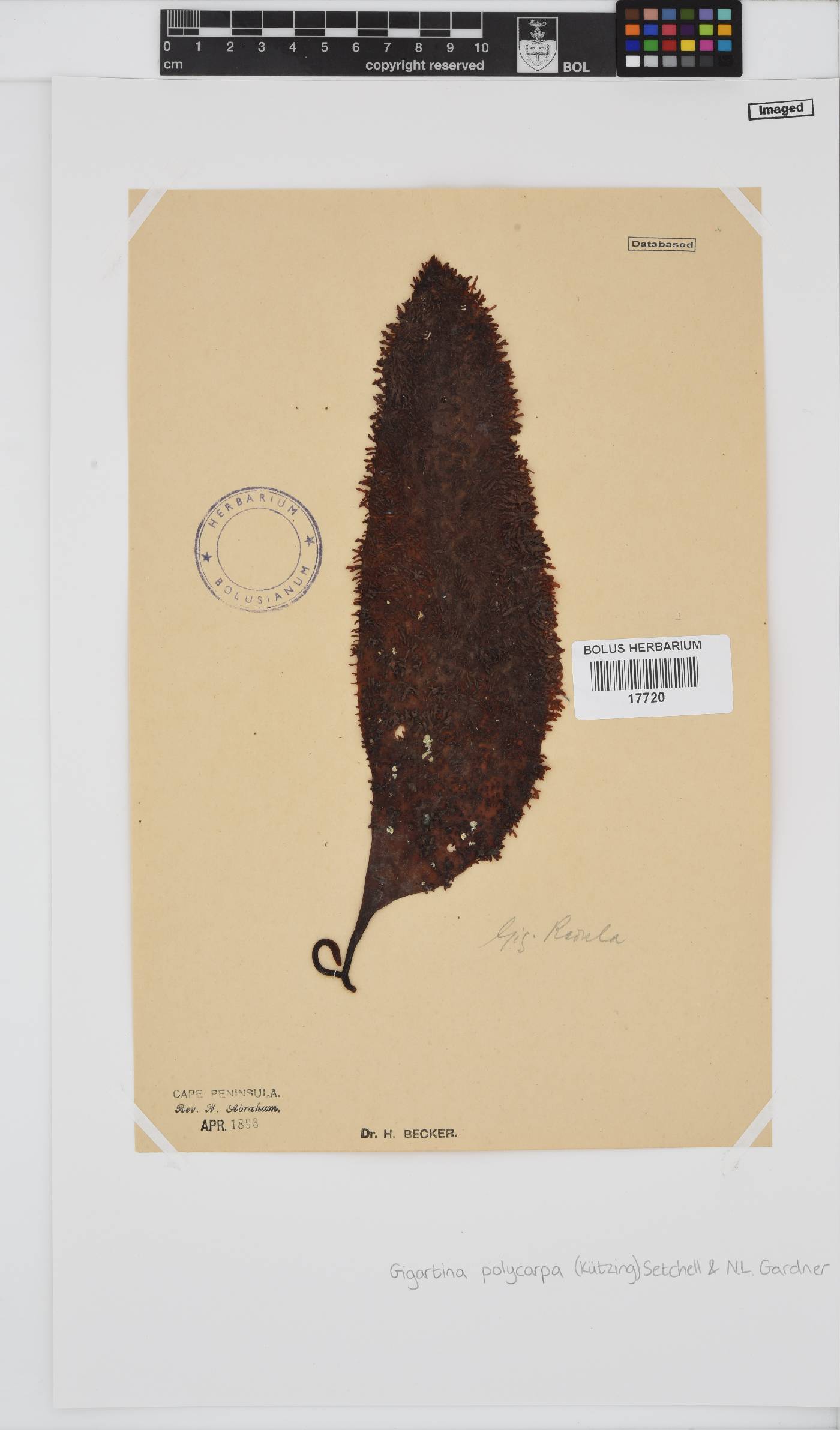 Gigartina polycarpa image