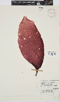 Gigartina polycarpa image