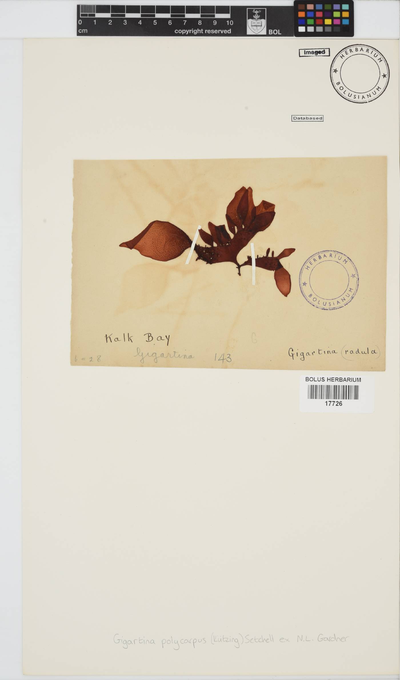 Gigartina polycarpa image