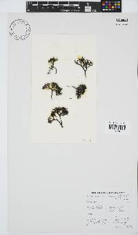 Sarcothalia scutellata image