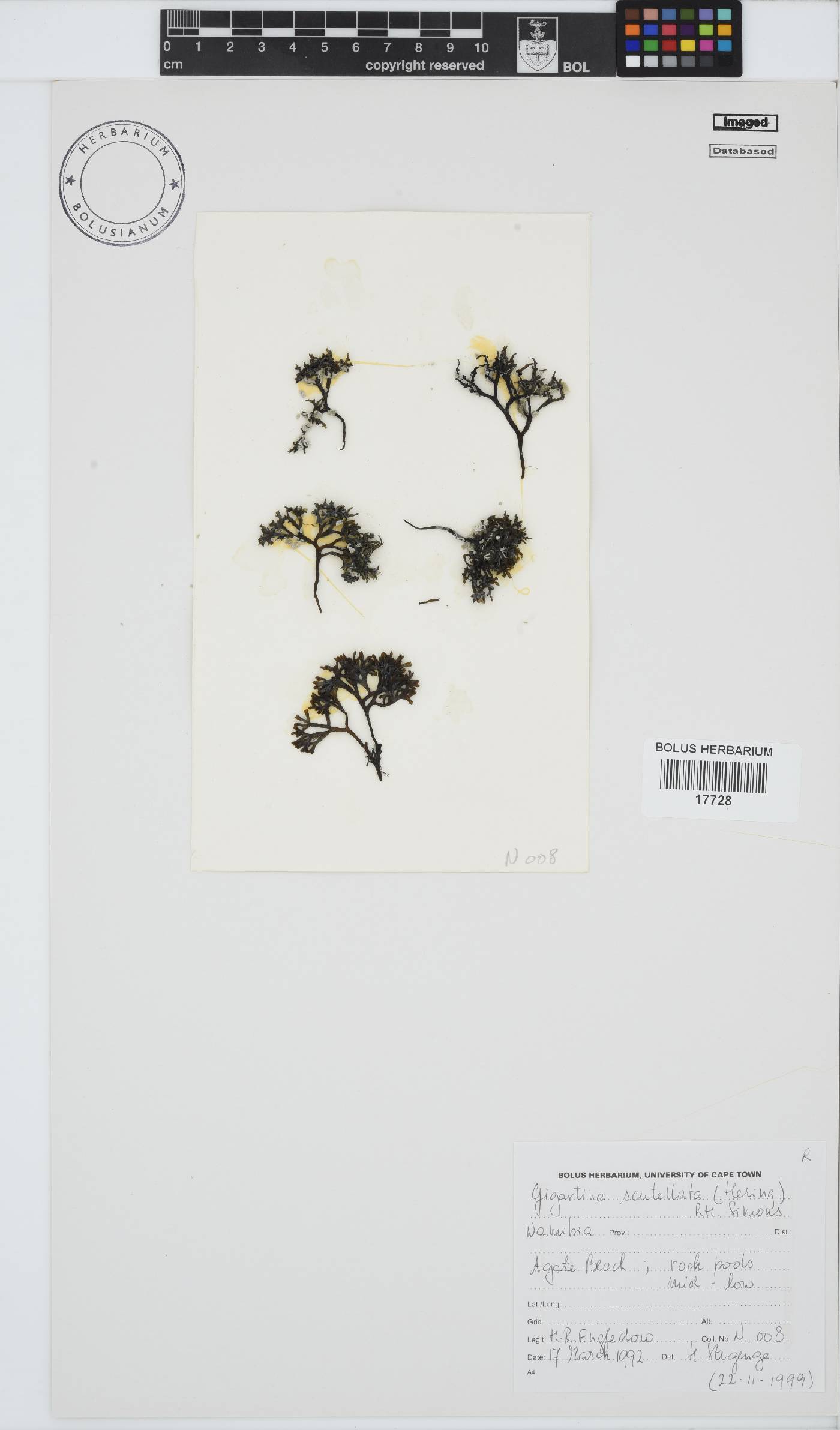 Sarcothalia scutellata image