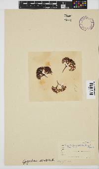 Sarcothalia scutellata image