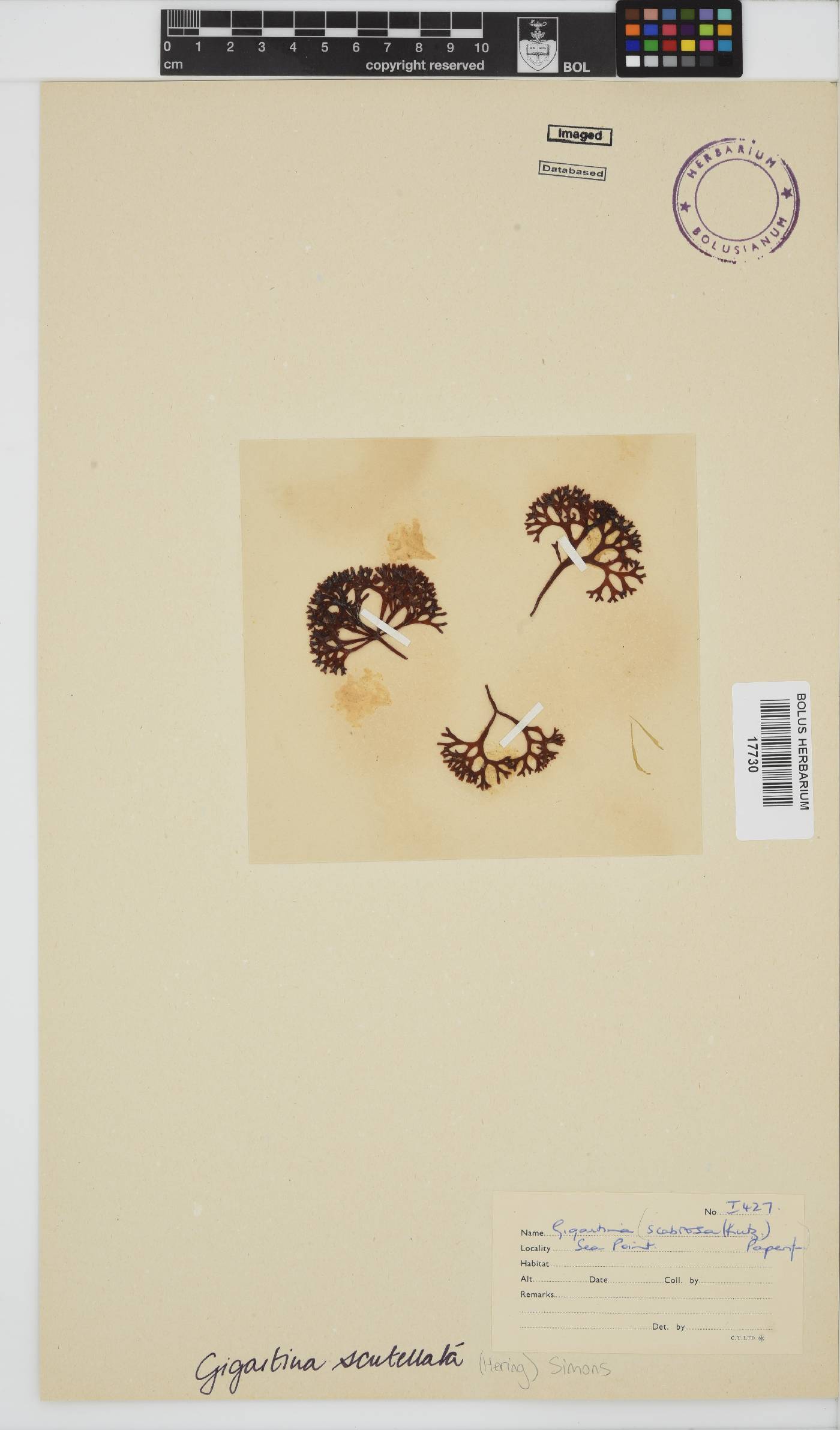 Gigartinaceae image