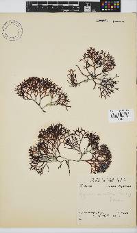 Sarcothalia scutellata image