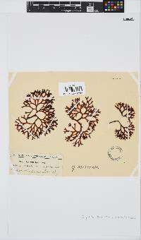 Sarcothalia scutellata image