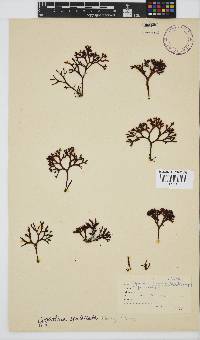 Sarcothalia scutellata image