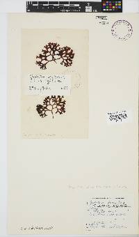 Sarcothalia scutellata image