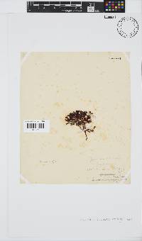 Sarcothalia scutellata image
