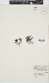 Sarcothalia scutellata image