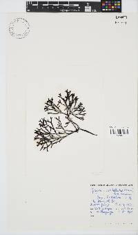 Sarcothalia scutellata image
