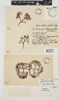 Sarcothalia scutellata image